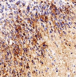 RPE65 Antibody (401.8B11.3D9) - Azide and BSA Free, Novus Biologicals 0.2